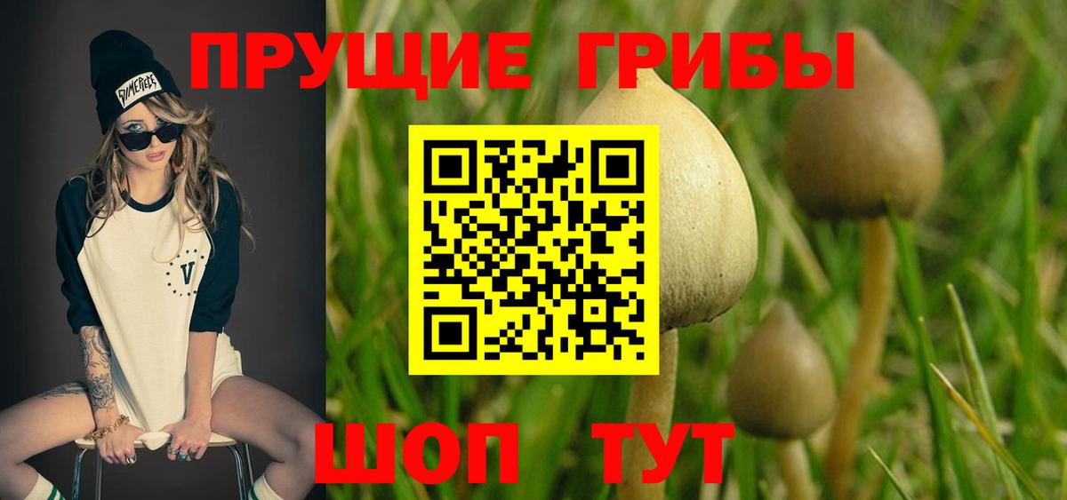 Псилоцибиновые грибы GOLDEN TEACHER  Вход с VPN  Мценск 